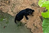 Shiroor: Rare black panther fallen into well rescued